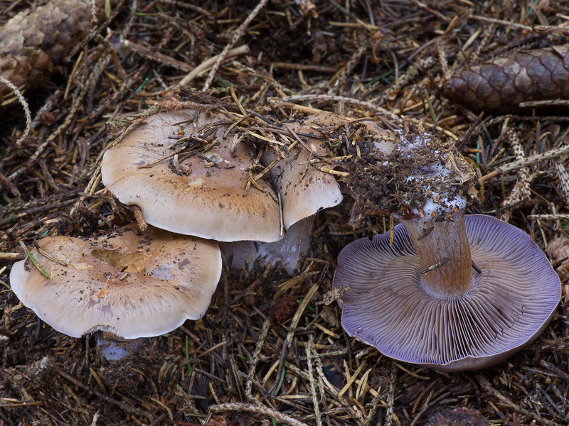 Cortinarius purpurascens